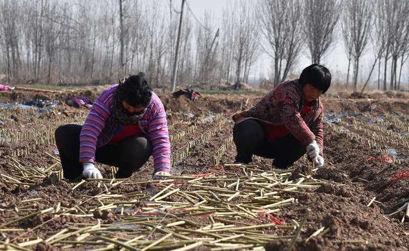 蔡王村村民在流转的1000余亩土地上开展杞柳种植插苗。（摄影 曹曼曼）