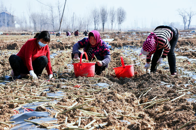 蔡王村村民在流转的1000余亩土地上开展杞柳种植插苗。（摄影 曹曼曼）
