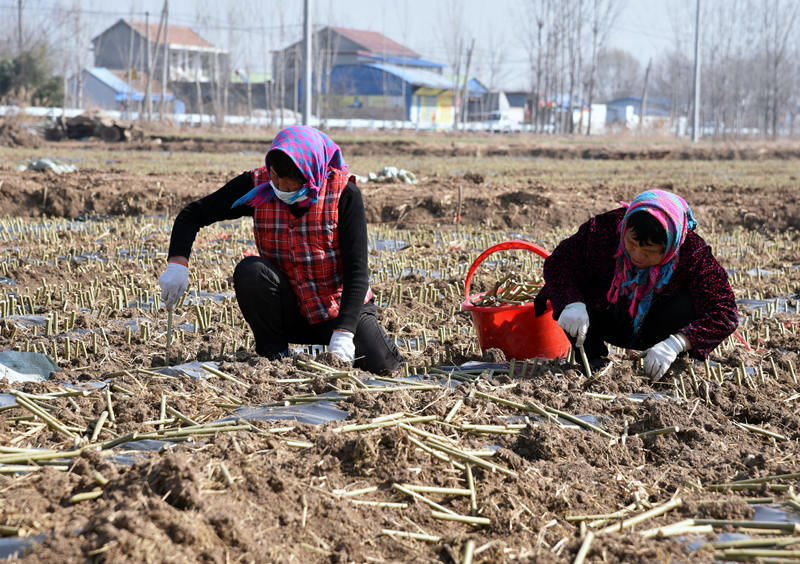 蔡王村村民在流转的1000余亩土地上开展杞柳种植插苗。（摄影  曹曼曼）