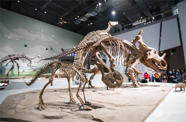 济南来了一群恐龙！8米高的巨型山东龙亮相山东博物馆
