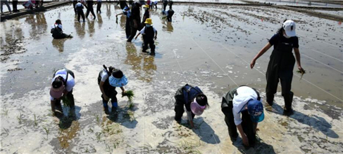 青岛举办海水稻插秧节