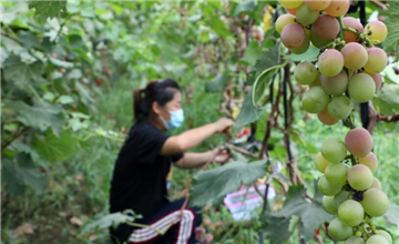 山东滨州：水果产业托起群众致富梦