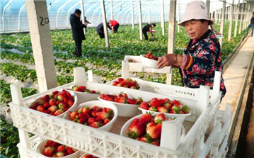 山东东平：草莓收获忙