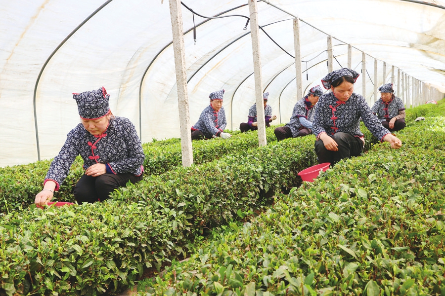 山东济南南部山区：采春茶 迎丰收