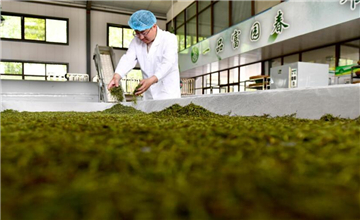 山东五莲：发展茶产业助推乡村振兴