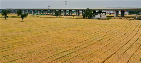 山东济南：黄河滩区迁建复垦土地小麦收获在望