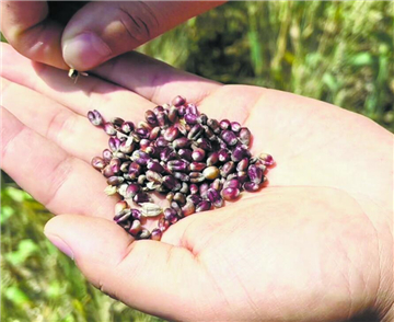 菏泽：黑小麦丰产 助力乡村振兴