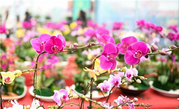 年味潍坊 | 新年的仪式感，从买花开始！