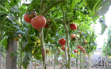 潍坊昌乐：大棚西红柿“唱”响农民“致富曲”