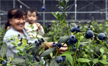 山東惠民：藍莓果飄香 遊客採摘忙