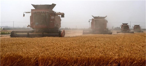 山东：机收小麦 减损增产