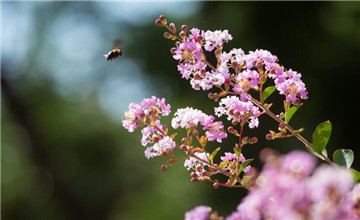 山東濰坊：紫薇花開，驚艷了夏日時光